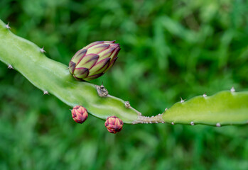 Dragon fruit flower natural texture background.