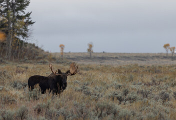 Bull Moose During the Rut in Wyoming in Auutmn