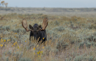 Bull Moose During the Rut in Wyoming in Auutmn
