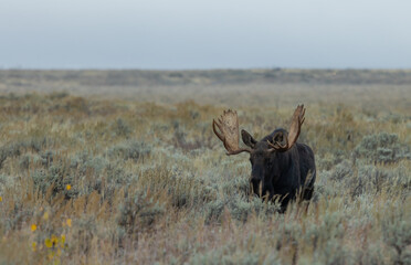 Bull Moose During the Rut in Wyoming in Auutmn