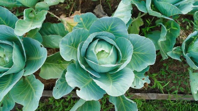 Smooth camera approach to growing white cabbage, top view. Young growing vegetable on a home vegetable garden bed