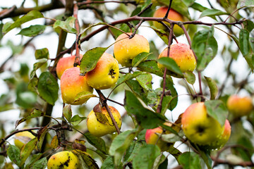 Ripe apples on tree branches in orchard on a rainy autumn day