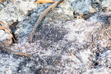 ash from forest fires in the dry season