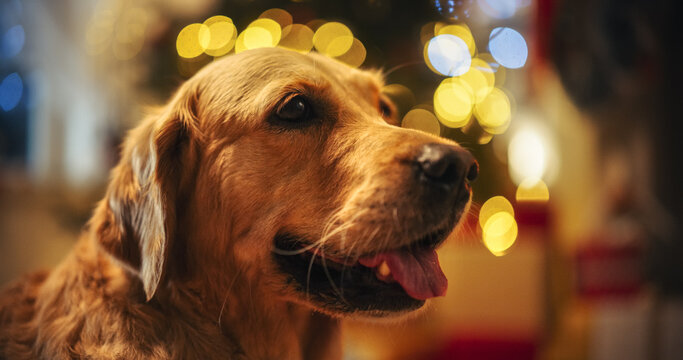 Cute Purebred Golden Retriever Enjoying the Warmth Inside on a Winter Snowy Night: Portrait of a Dog Resting Calmly Next to a Christmas Tree Decorated with Lights and Gifts. Adorable Family Pet