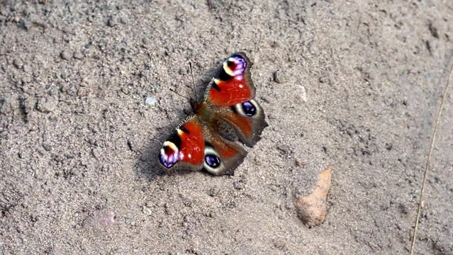 A Peacock butterfly (Aglais io, Inachis io) sits on the ground and flaps its wings. slow motion