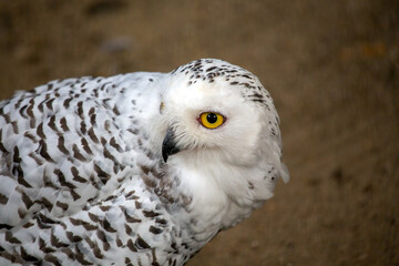 Snowy Owl (Bubo scandiacus) spotted outdoors