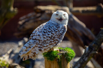 Snowy Owl (Bubo scandiacus) spotted outdoors