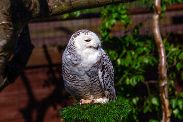 Snowy Owl (Bubo scandiacus) spotted outdoors