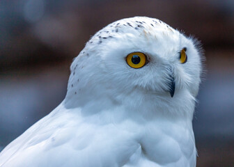 Snowy Owl (Bubo scandiacus) spotted outdoors