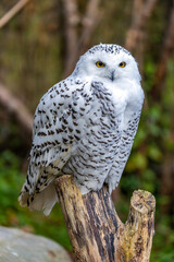 Snowy Owl (Bubo scandiacus) spotted outdoors