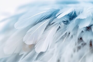 Airy soft fluffy wing bird with white feathers close-up wallpaper background,wallpaper background about white feathers