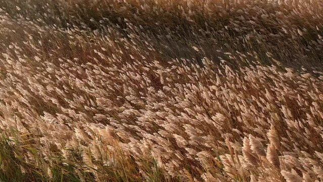 Autumn yellow marsh grass writhes in waves in the wind as a beautiful background.