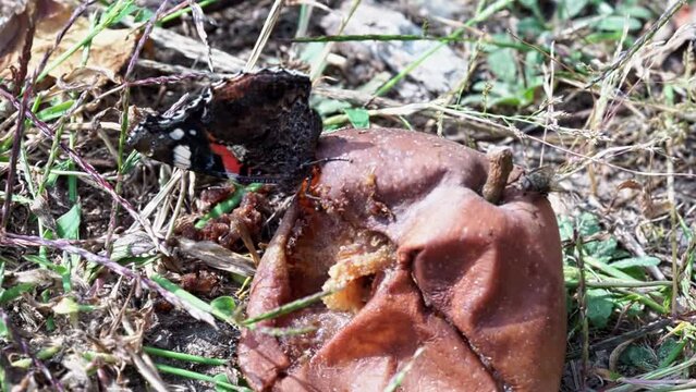 Admiral butterfly and wasp eat a fallen rotten pear.