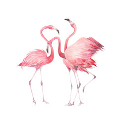 Watercolor flamingo set on white background. Hand drawn isolated  illustration. Jungle collection