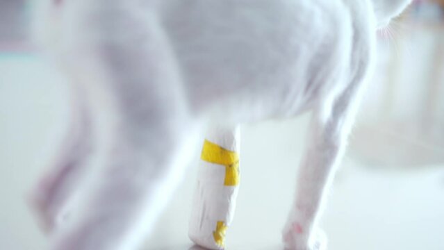 A white kitten with an injured front ankle and a soft cast on the front leg walked and slept on a wooden table in the house. Behind it is a navy blue curtain and a white light-filtering cloth.