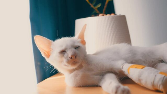 A white kitten with an injured front ankle and a soft cast on the front leg walked and slept on a wooden table in the house. Behind it is a navy blue curtain and a white light-filtering cloth.