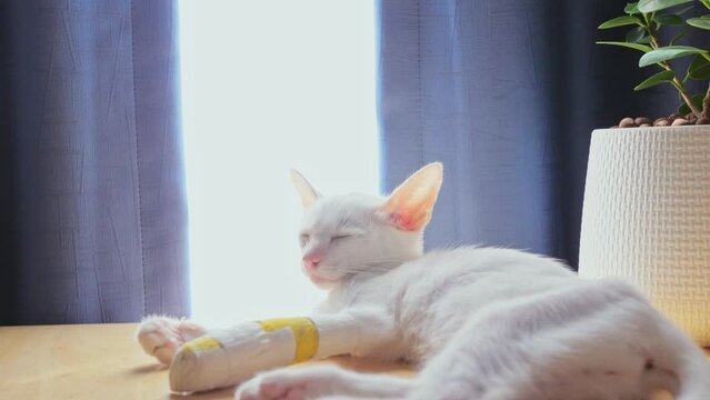 A white kitten with an injured front ankle and a soft cast on the front leg walked and slept on a wooden table in the house. Behind it is a navy blue curtain and a white light-filtering cloth.