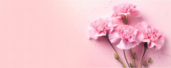 Light Pink Carnations Flowers on pink background. generative AI