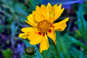 Beautiful yellow flower in the garden of Kharkov