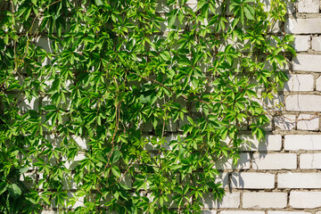 Obraz premium The wall of white silicate brick is covered with ivy.