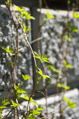 A sprout of ivy stretches along the gray wall of the old building. Angle view. Selective focus.