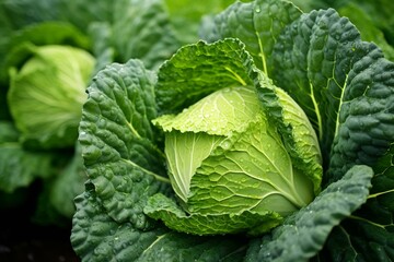 Closeup of thriving savoy cabbage in a garden. Generative AI