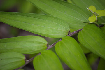 葉のクローズアップ