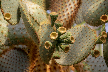 Giant opuntia. Opuntia galapageia in Germany, Grugerpark Essen, cactus garden. High quality photo