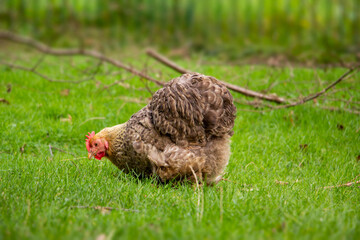 Portrait of a brown chicken Cochin Chicken. Chicken grazing on green grass. High quality photo