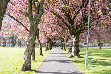 The Meadows park in spring. Beautiful pink Cherry Blossom or Sakura. in Edinburgh, Scotland