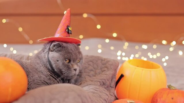 Halloween cat. British cat with an orange witch's hat. Pets concept, love for animals. Halloween party preparations, decor and cat