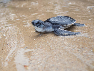A newborn sea turtle is about to enter the sea on her first adventure of life.