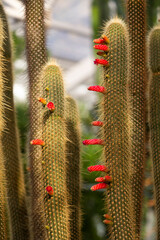 Large blooming cactus. Cactus Cleistocactus Brookeae with orange spikes. Germany, Essen, Grugerpark. High quality photo