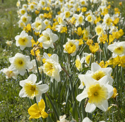 Narcisses blanc et jaune
