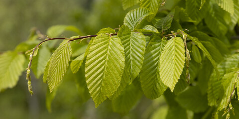 Feuilles de Carpinus betulus	