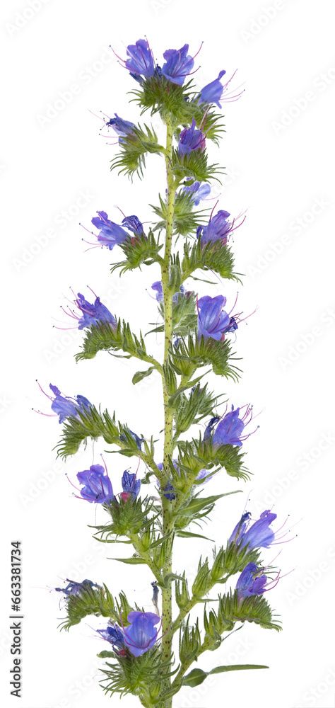 Sticker echium vulgare