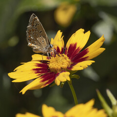 Papillon argus azuré sur une fleur de coreopsis