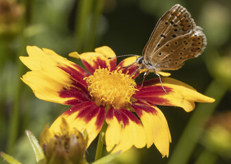 Papillon argus azuré sur une fleur de coreopsis