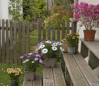 Osteospermum de diff&eacute;rents coloris	en pot sur les marches d'un escalier en ext&eacute;rieur