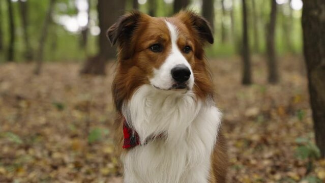 A patient brown and white Border Collie dog sitting in the forest. The camera is moving around and getting closer to him. Blurred forest in the background.