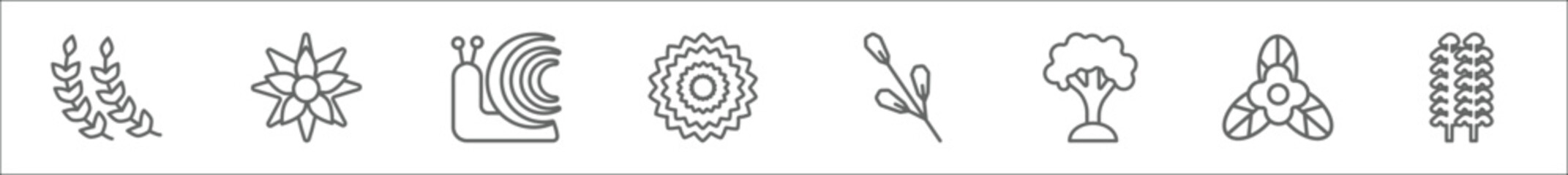 Fototapeta premium outline set of nature line icons. linear vector icons such as pinnate, pointia, snail, peony, spear shaped, beech, bougainvillea, poplar