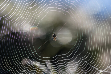 Dew drops on web threads - natural abstraction, backgrounds, textures. Spider Araneus diadematus on...