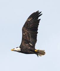 Eagle in mid-flight with its wings spread wide