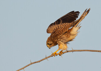 Common Kestrel on a acacia tree at Jasra,  Bahrain