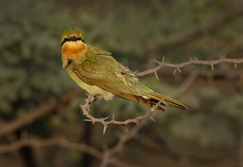 Closeup of a Blue-cheeked bee-eater perched on acacia tree at Jasra, Bahrain