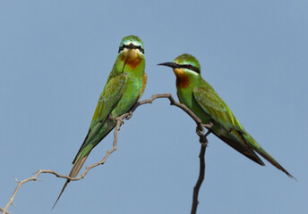 Blue-cheeked bee-eater perched on acacia tree at Jasra, Bahrain