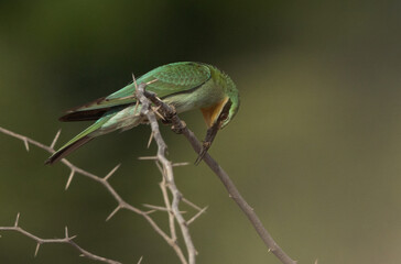Blue-cheeked bee-eater with a bee catach at Jasra, Bahrain