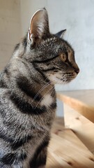 Cat on the stairs