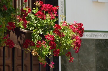 Fototapeta na wymiar Ventana con flores en Monda, provincia de Málaga