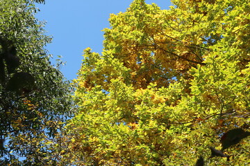 Colorful autumn with trees and multicolored orange, red and yellow leaves in Nagano Prefecture japan.